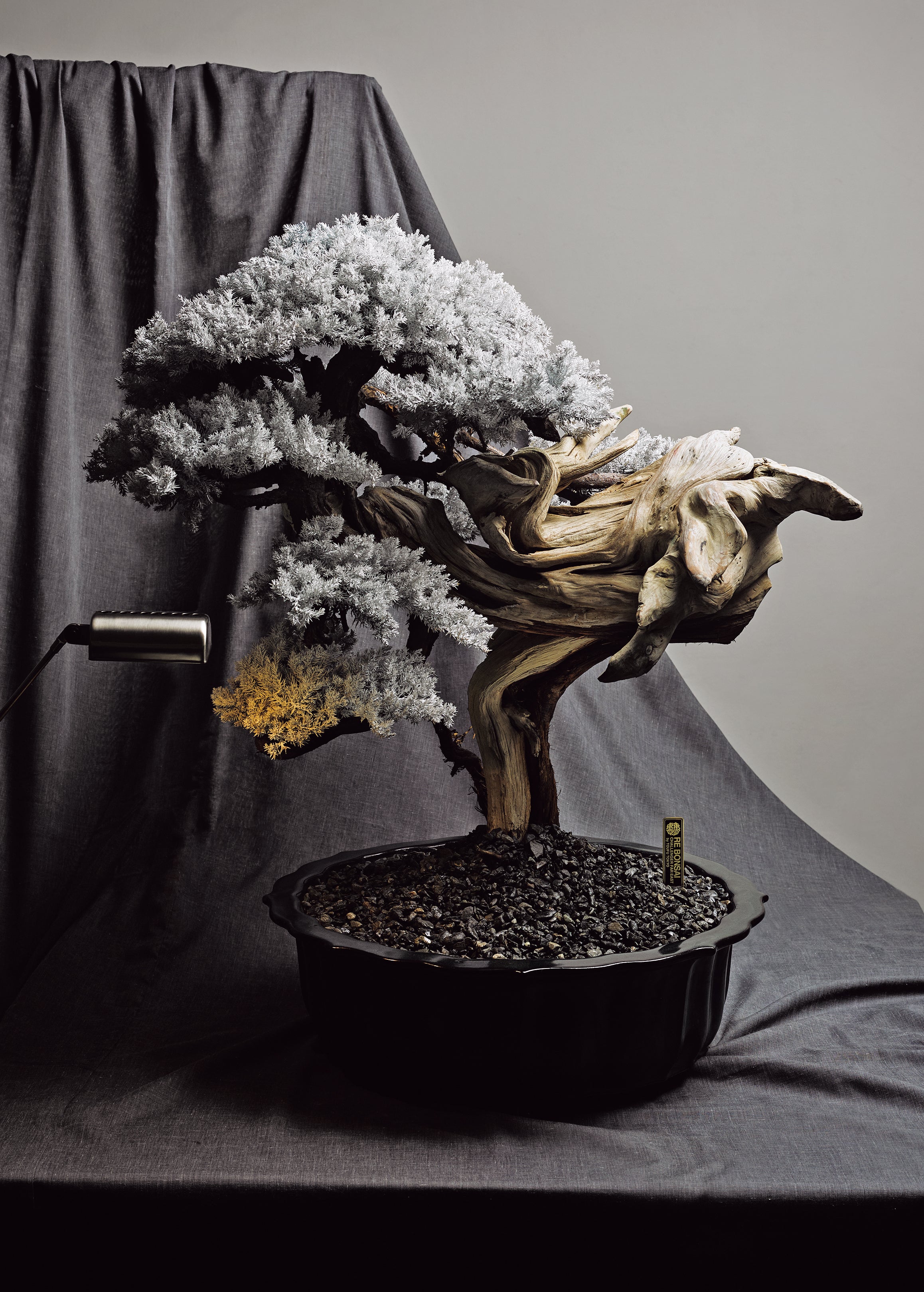 枯れない盆栽「RE BONSAI™」